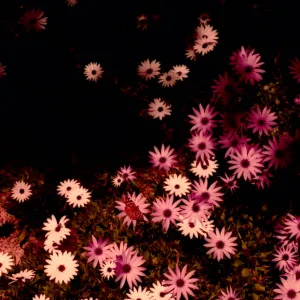 Rat Columns – Babydoll [IMPORT CREAM VINYL] - New LP