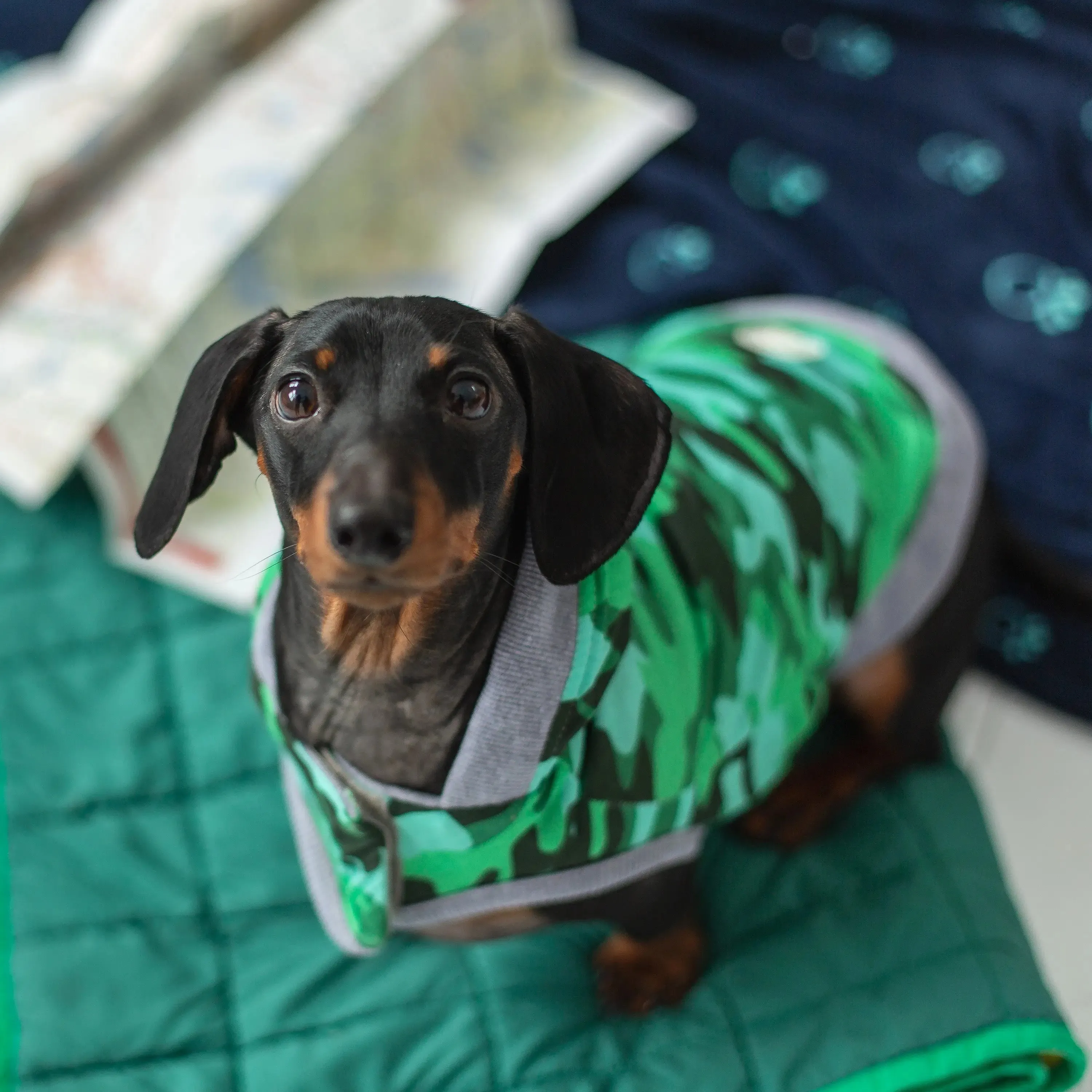 Reversible Lodge Dog Hoodie
